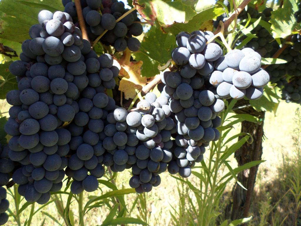 Tenuta Villa Rocchi توريتا دي سيينا المظهر الخارجي الصورة
